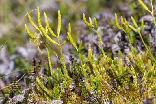 Image of Stag's-horn Clubmoss