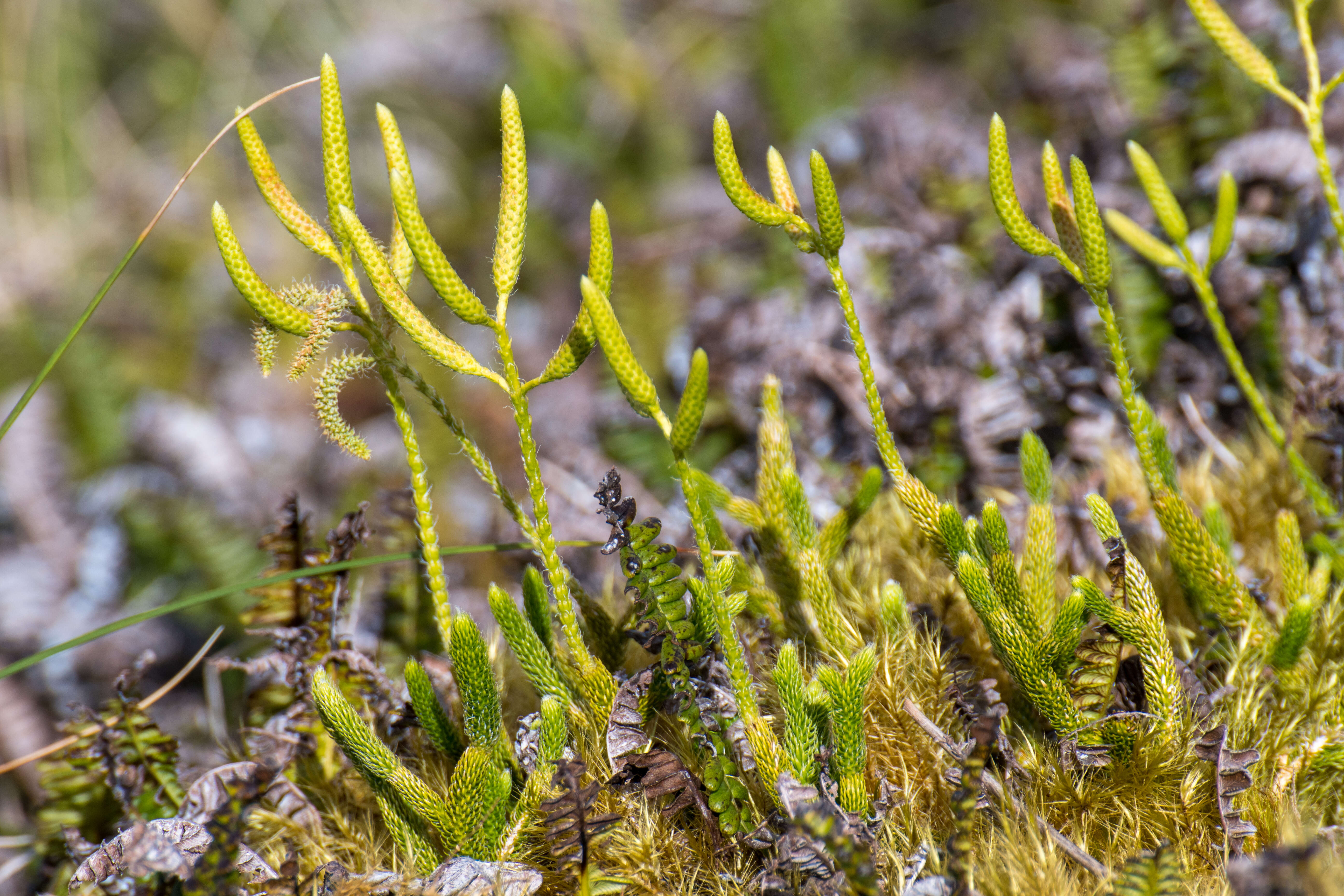 Image de Lycopode en massue