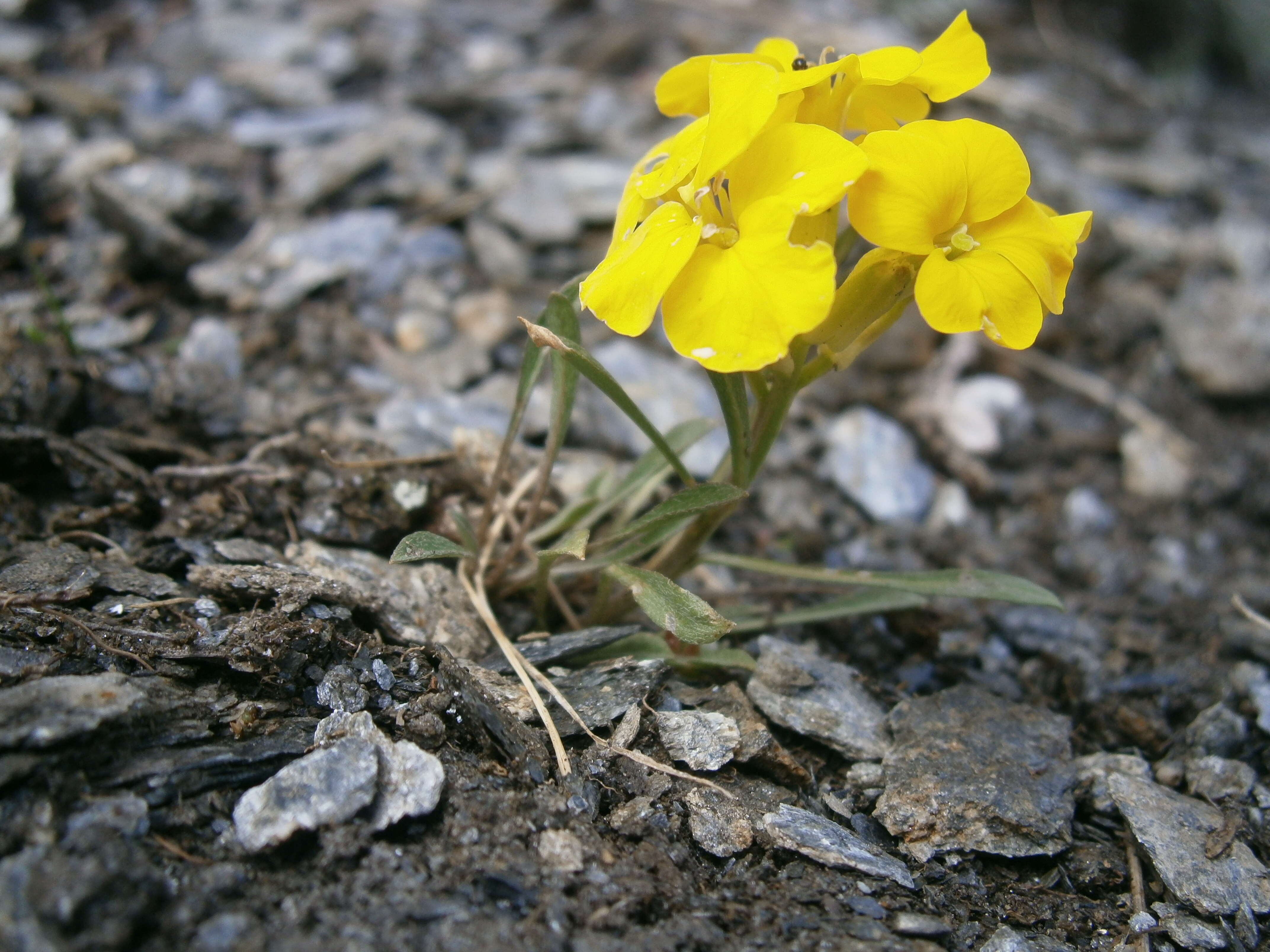 Image de Erysimum jugicola