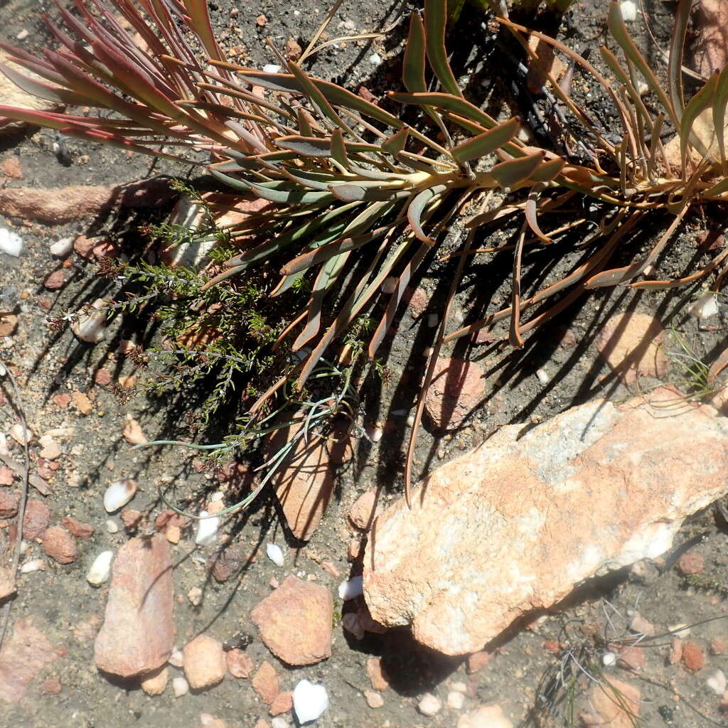 Image of Protea tenax (Salisb.) R. Br.