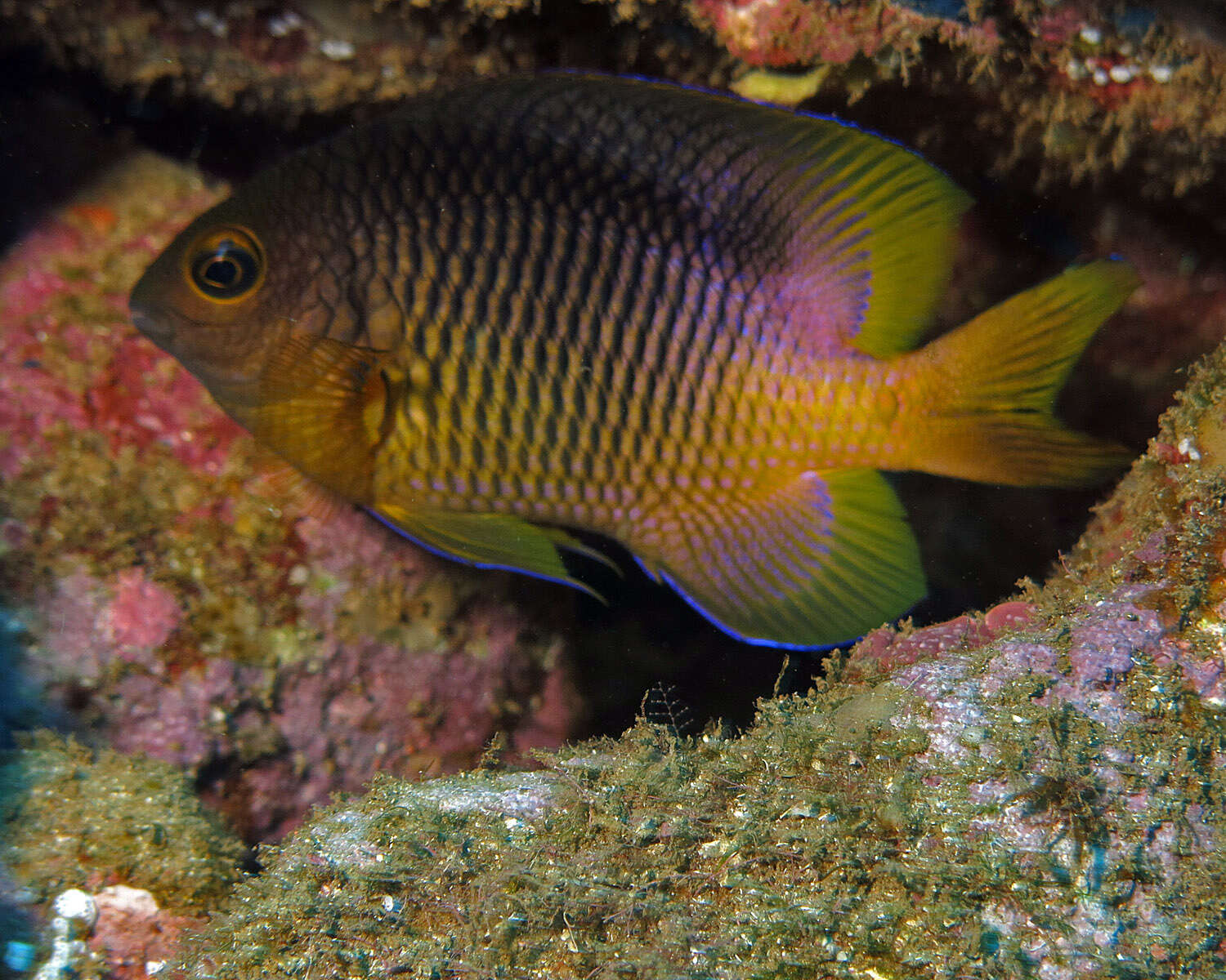 Image of Clarion damselfish