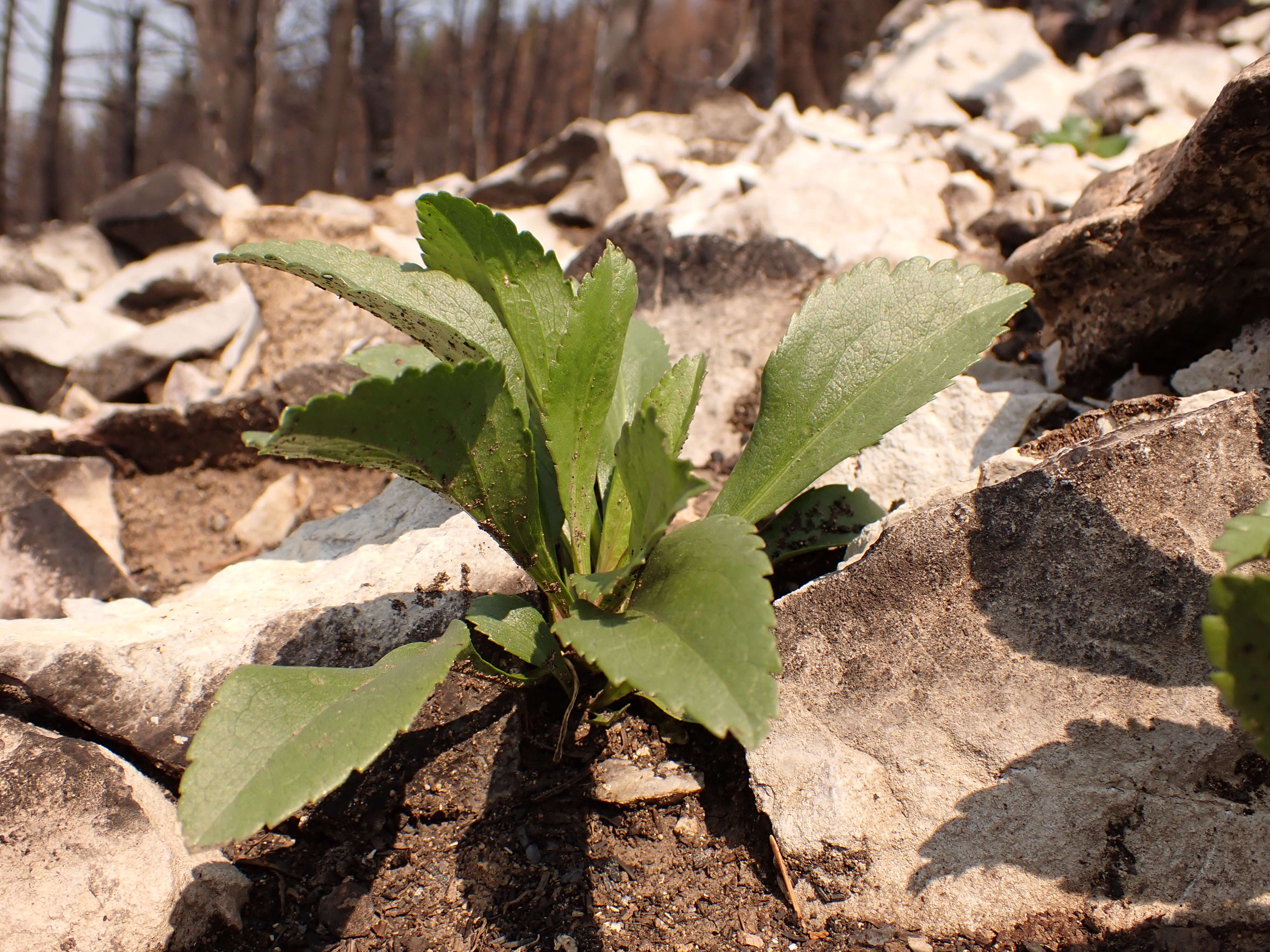 Image of Missouri goldenrod