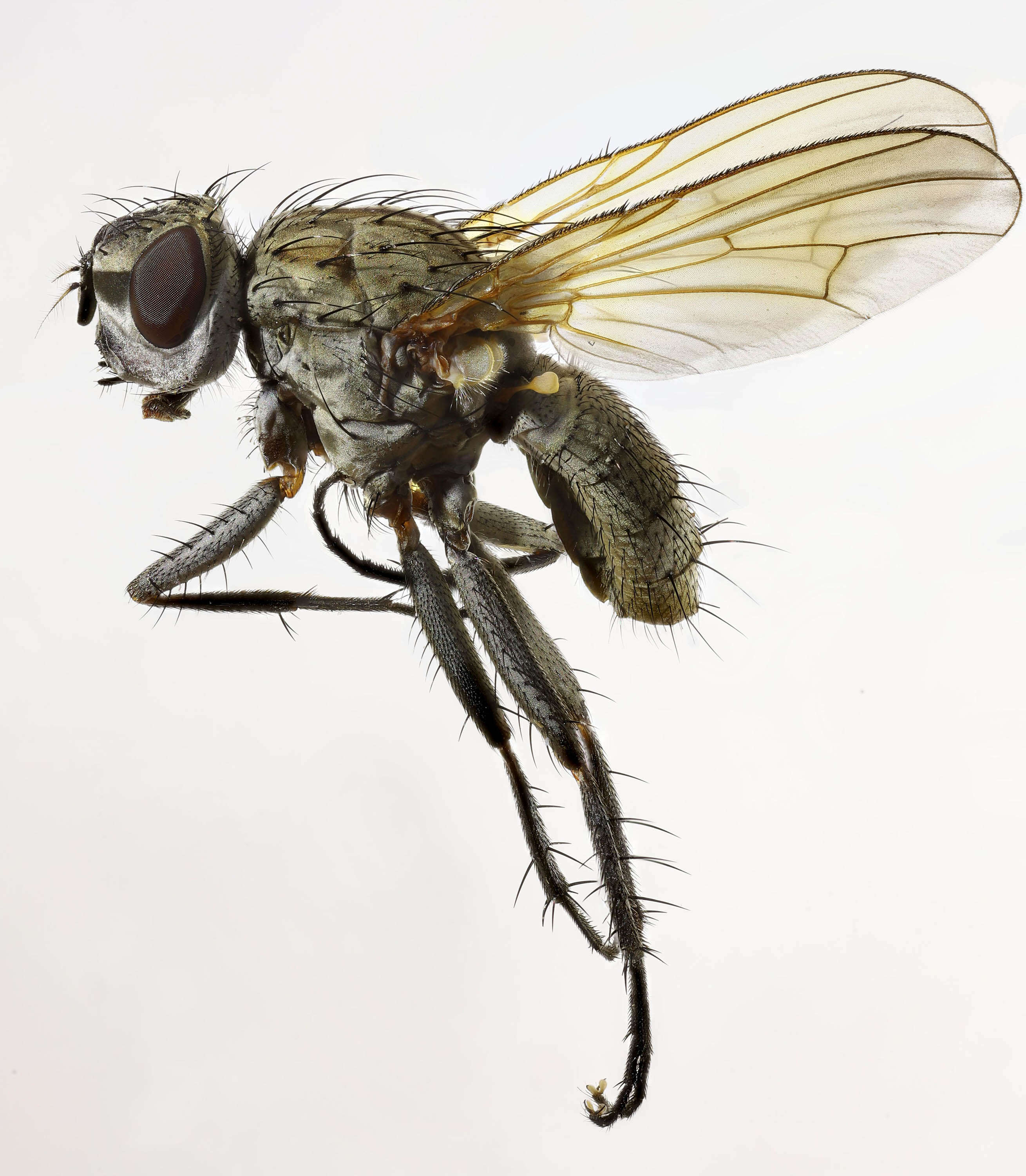 Image of root-maggot flies