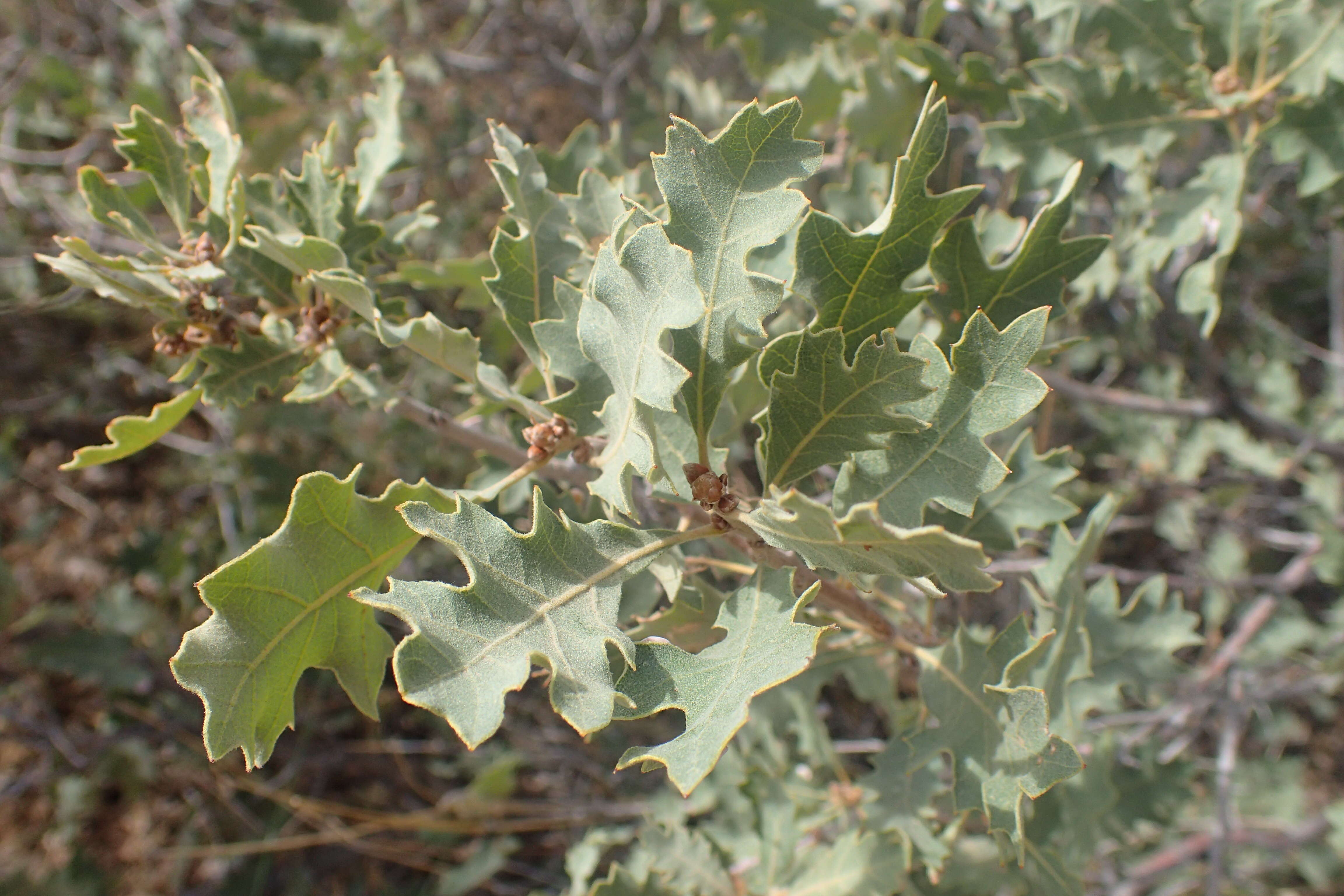 Image of Havard oak