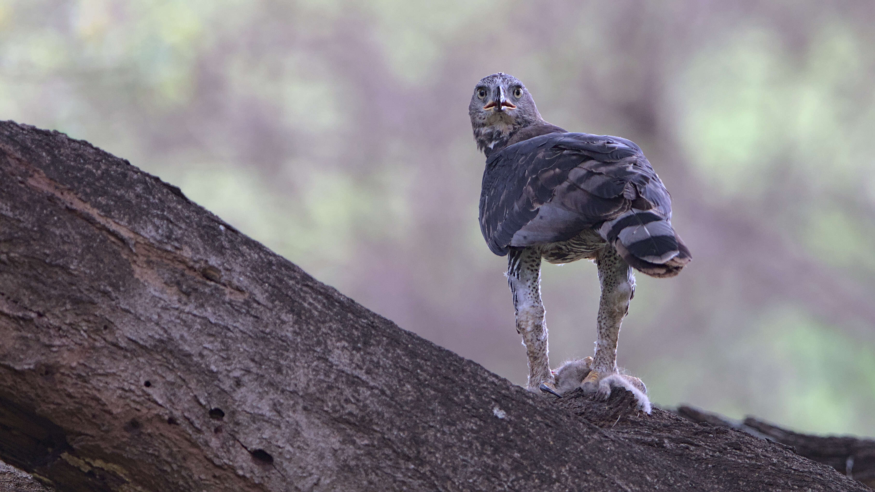 Image of Stephanoaetus Sclater & WL 1922