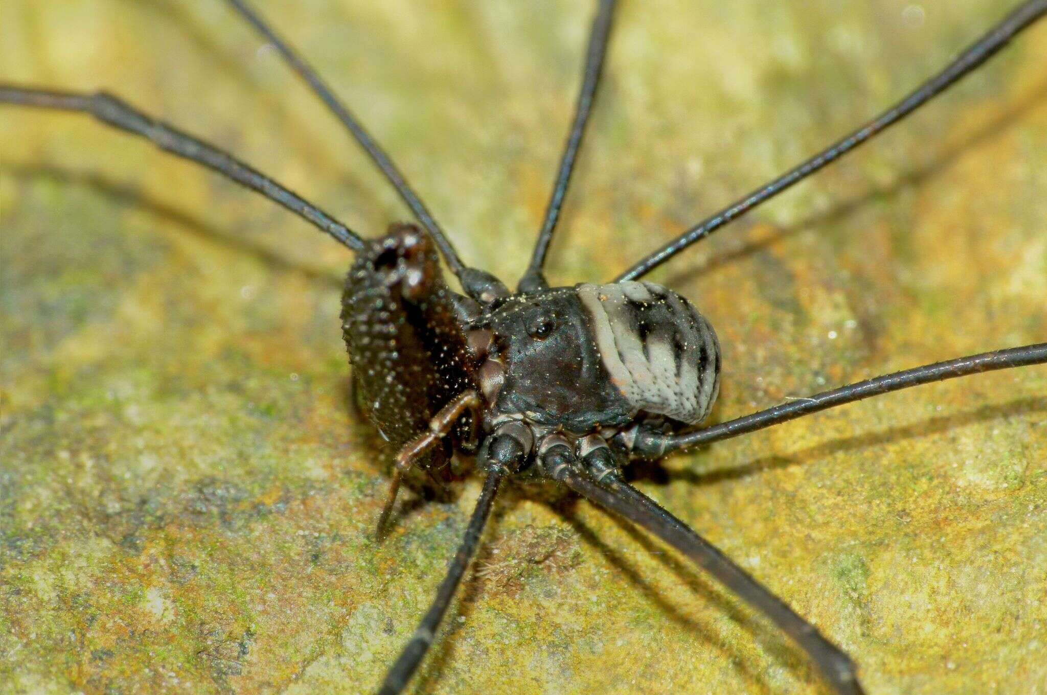 Sivun Pantopsalis coronata kuva