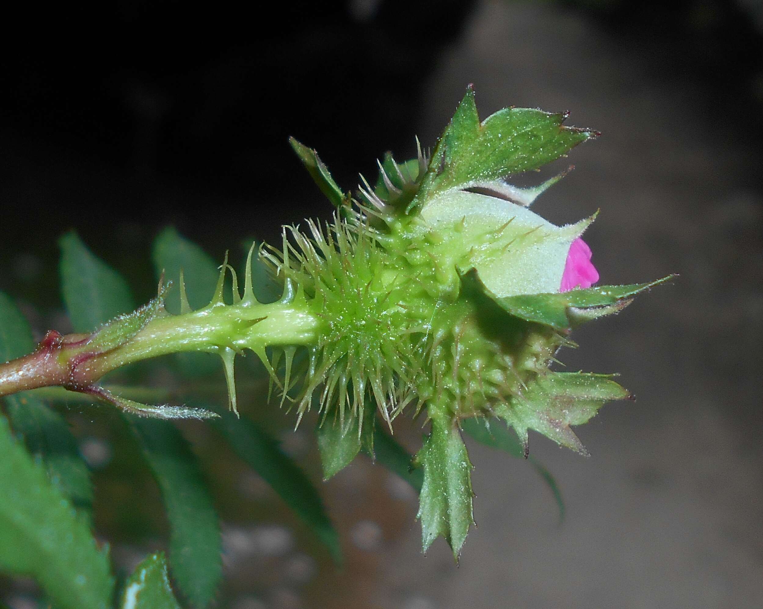 Image of chestnut rose