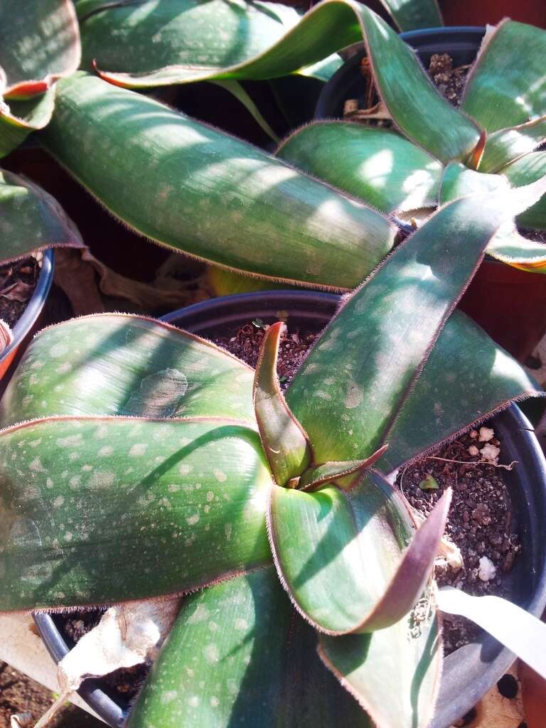 Aloe fimbrialis S. Carter resmi