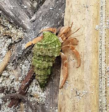 Image of Caribbean hermit crab