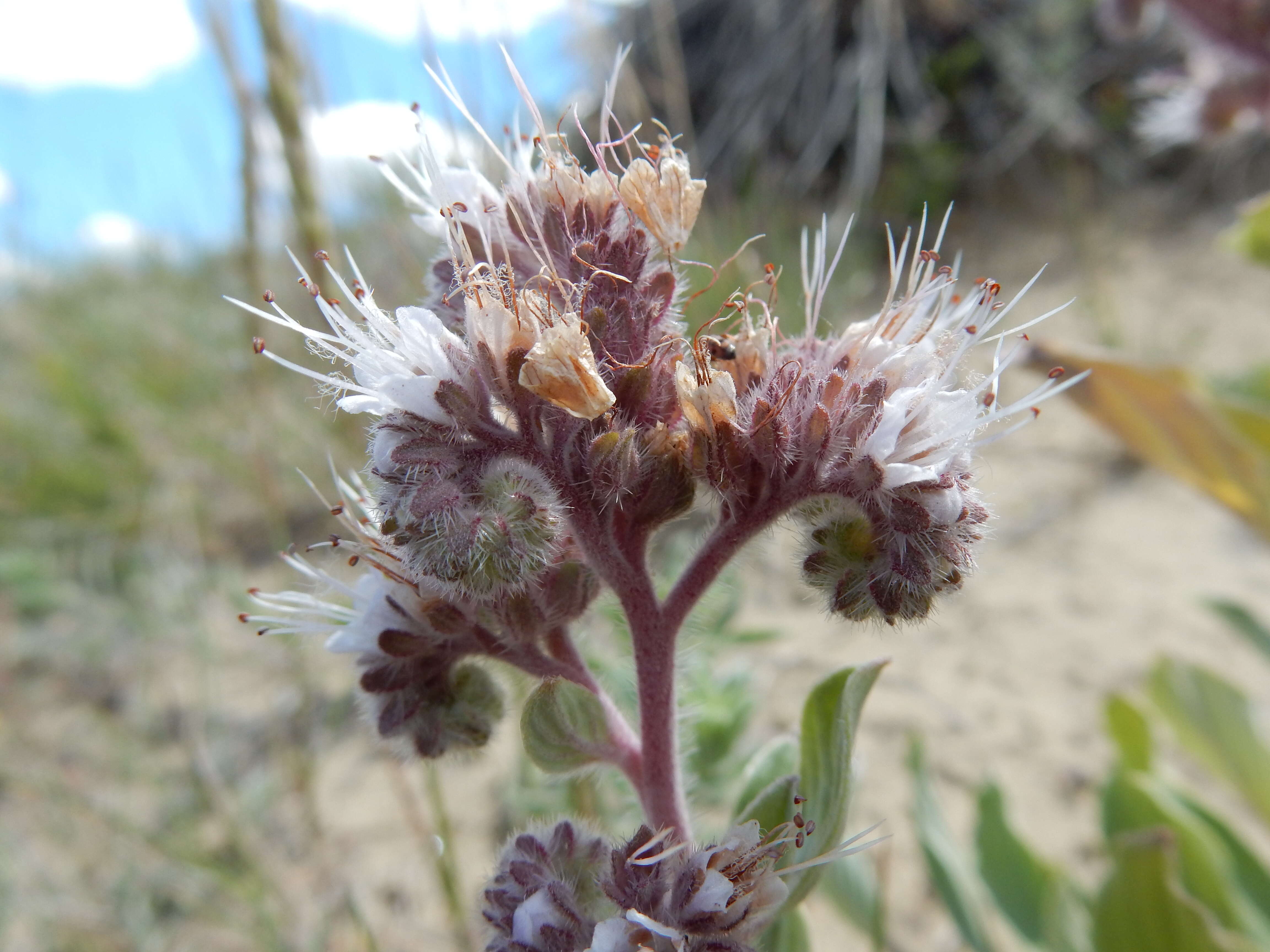 Image of silverleaf phacelia