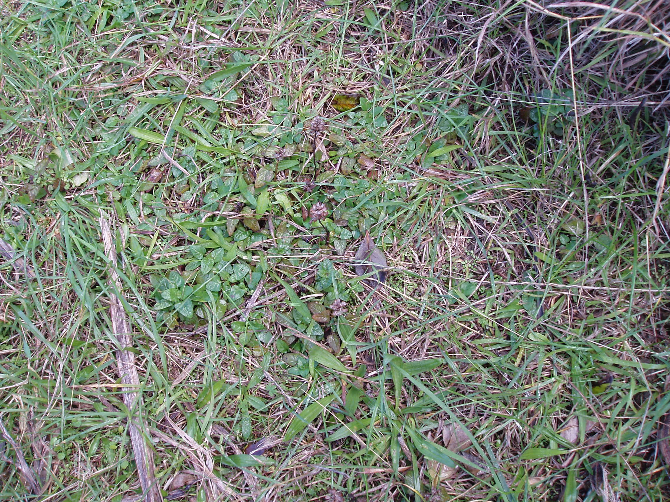 Image of common selfheal