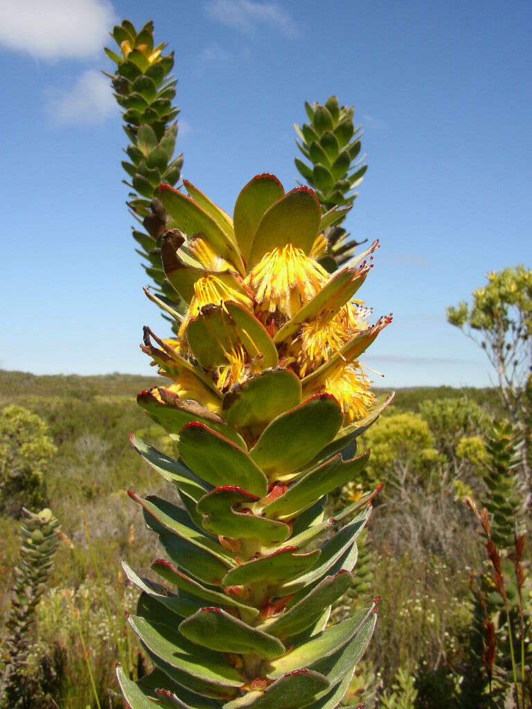 Imagem de Mimetes saxatilis Philips