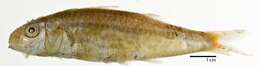 Image of asymmetrical goatfish