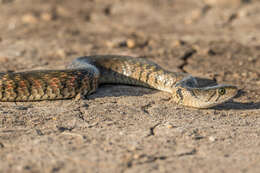 Image of Fowlea flavipunctatus