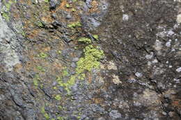 Image of Sulphur dust lichen