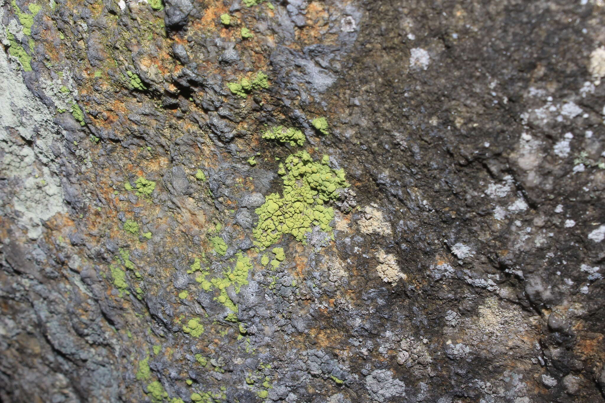 Image of Sulphur dust lichen