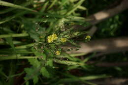 Image of Oriental false hawksbeard