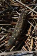 Image of pearly underwing