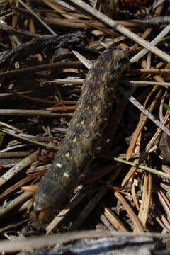 Image of pearly underwing