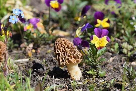 Plancia ëd Morchella esculenta (L.) Pers. 1801