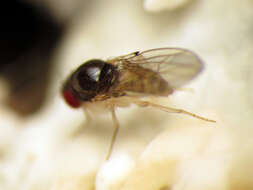 Image of Mycodrosophila claytonae Wheeler & Takada 1963