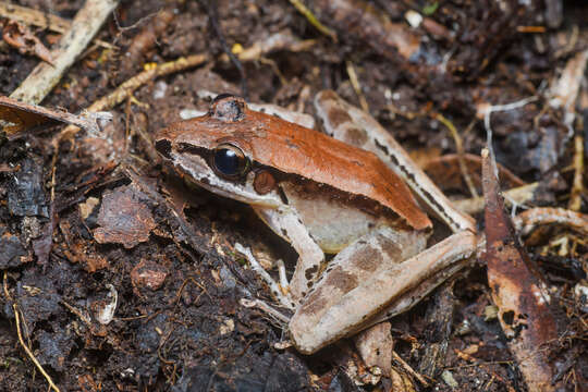 Image of Long-snout Torrent Frog