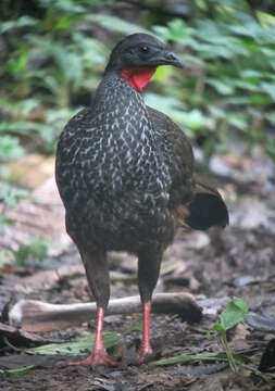 Image de Pénélope de Cauca