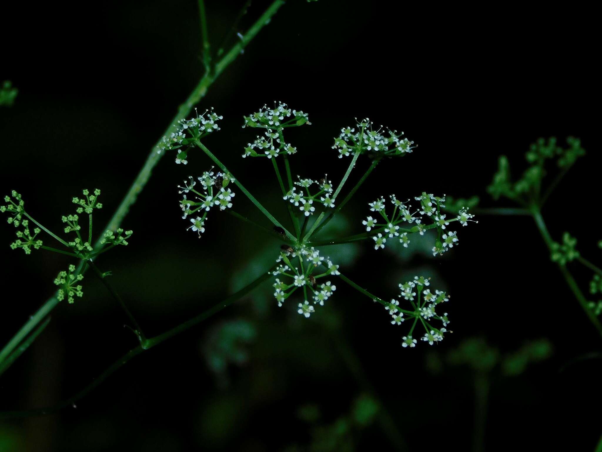 Image de Ligusticum