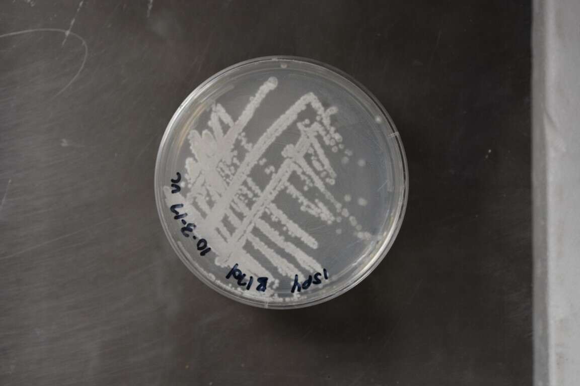 Image of Streptomycetales