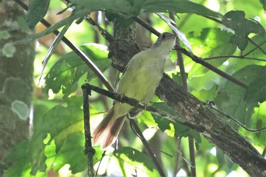 Image of White-throated Greenbul