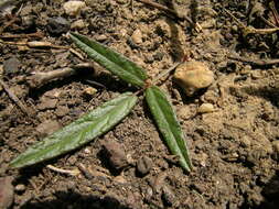 Image of Desmodium varians (Labill.) G. Don