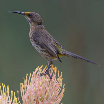 Image of Sugarbird