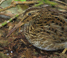 Image of Chatham Island Snipe