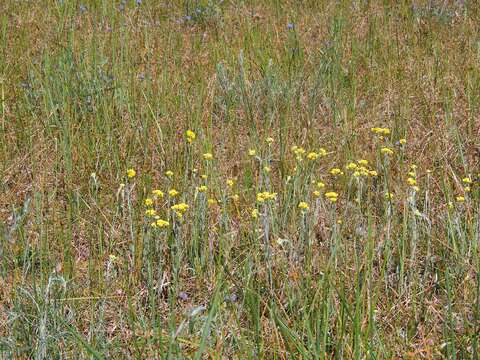 Image of strawflower