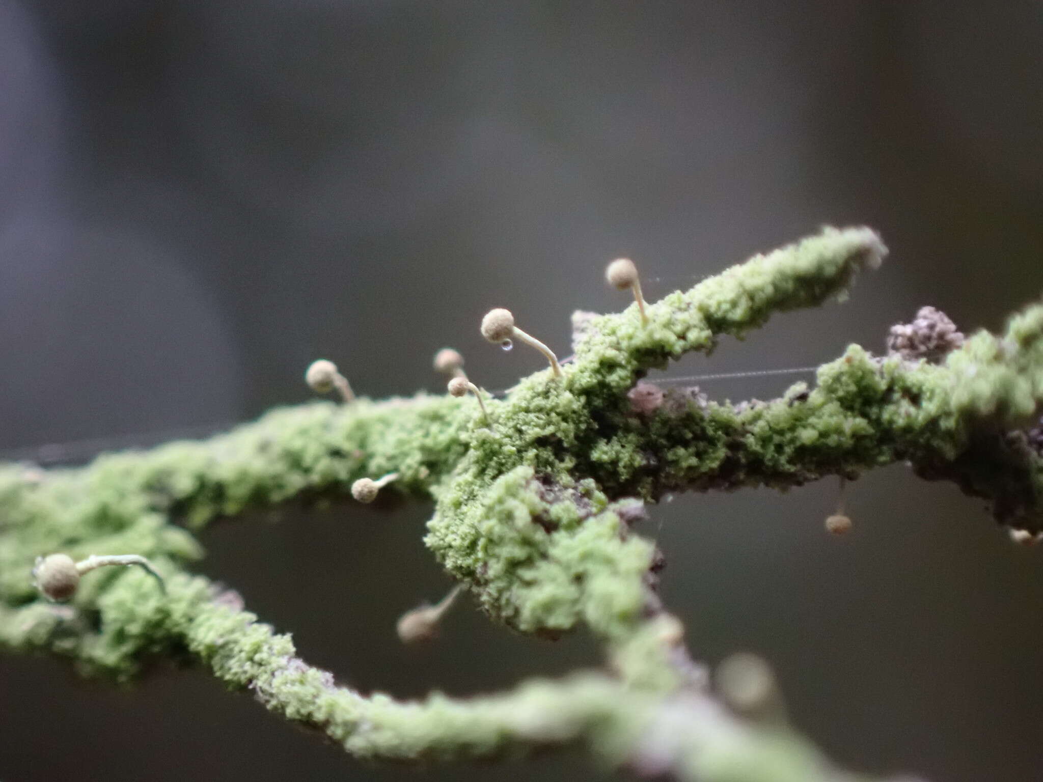 Image of needle lichen