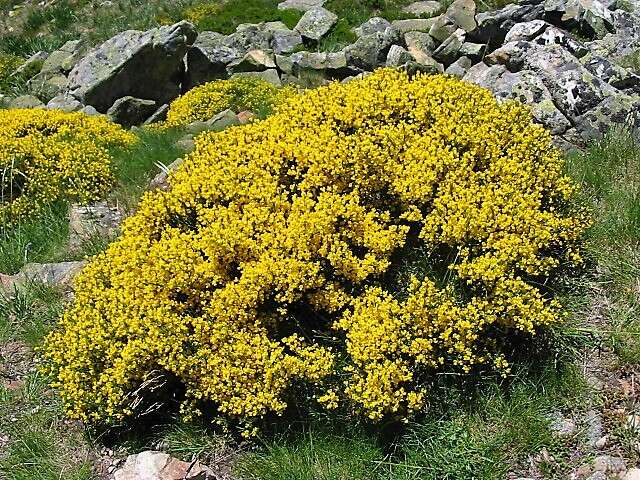 Image of Cytisus oromediterraneus