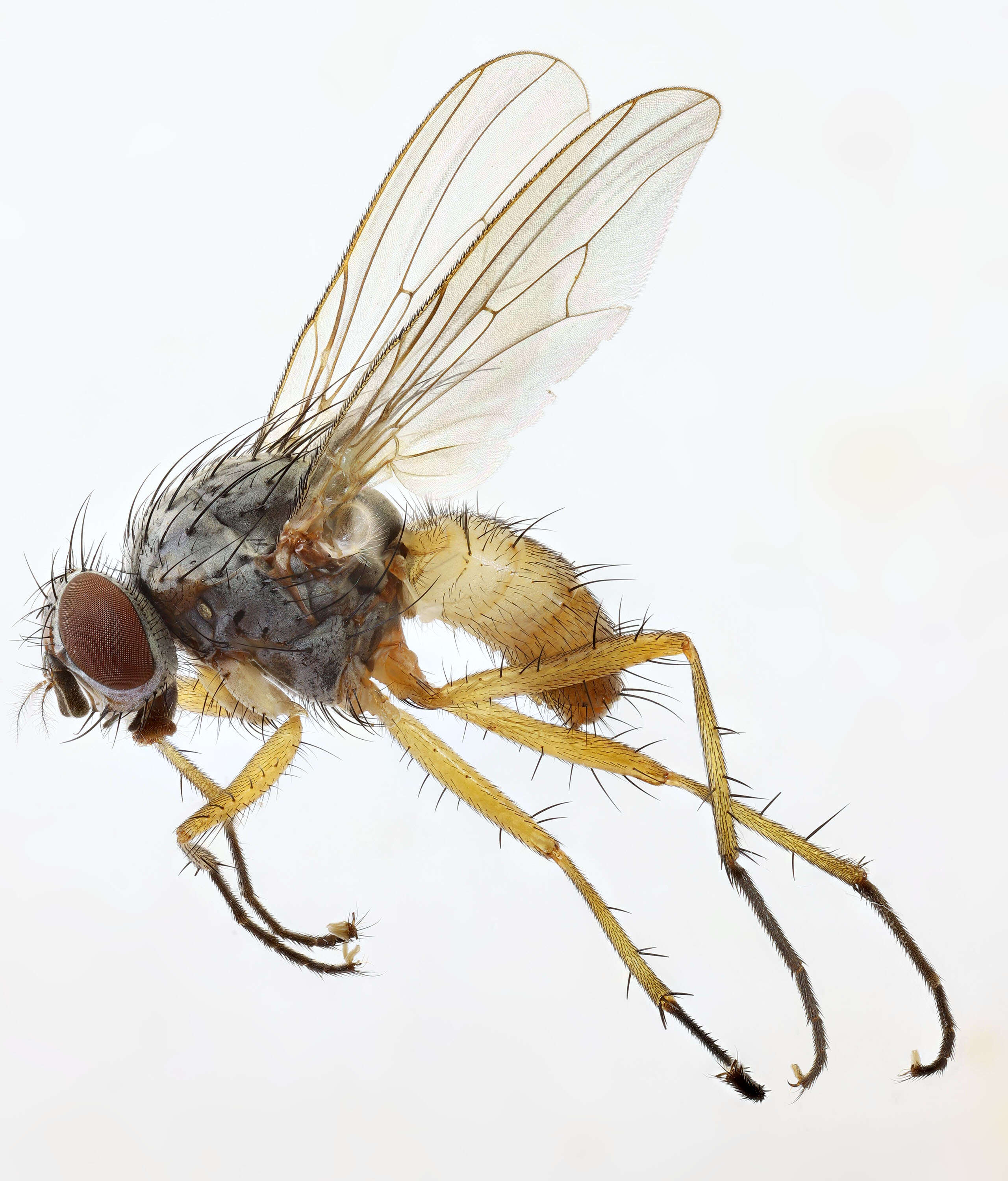 Image of root-maggot flies