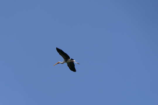 Image of Painted Stork