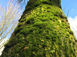 Image of Dutch elm