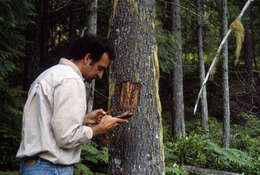 Image of Douglas-fir Beetle