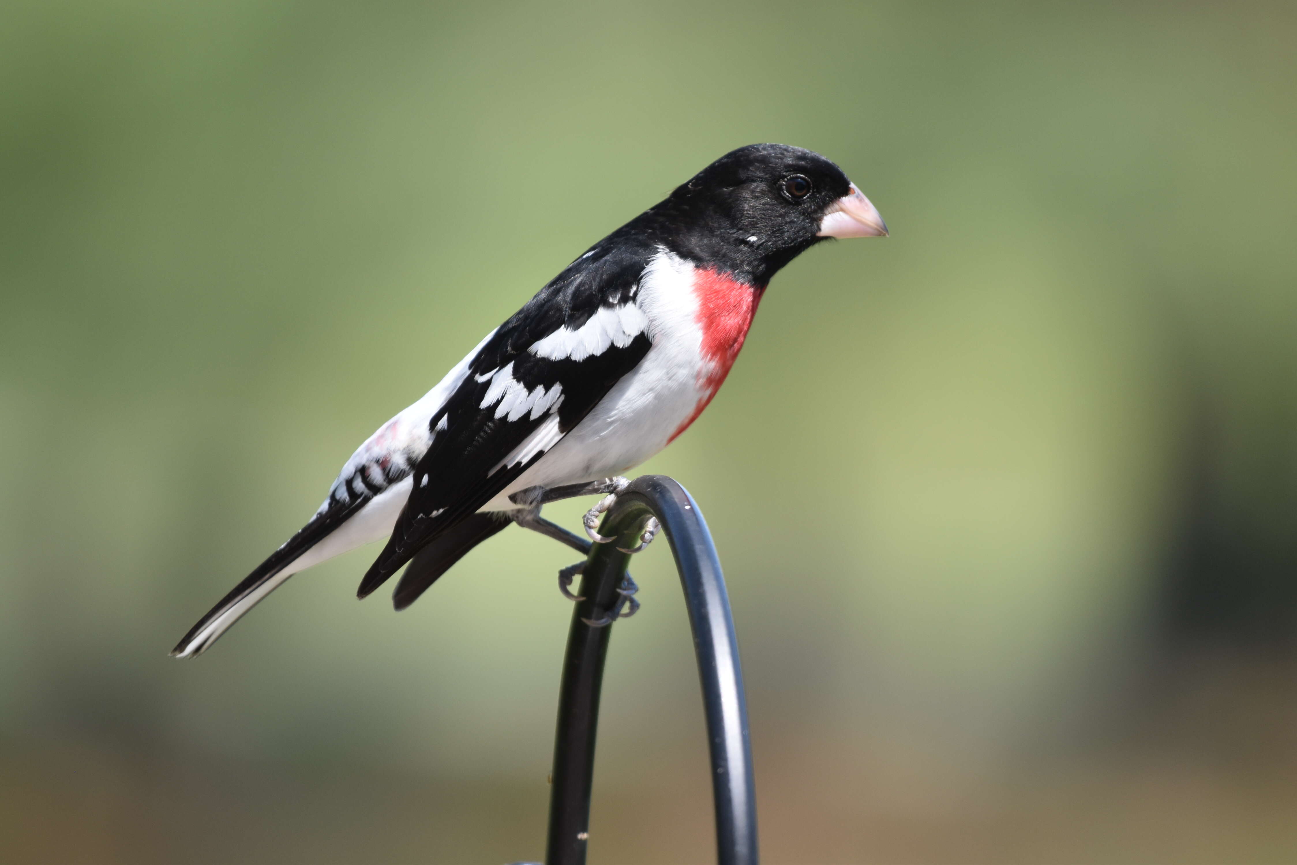 Image of Rose-breasted Grosbeak