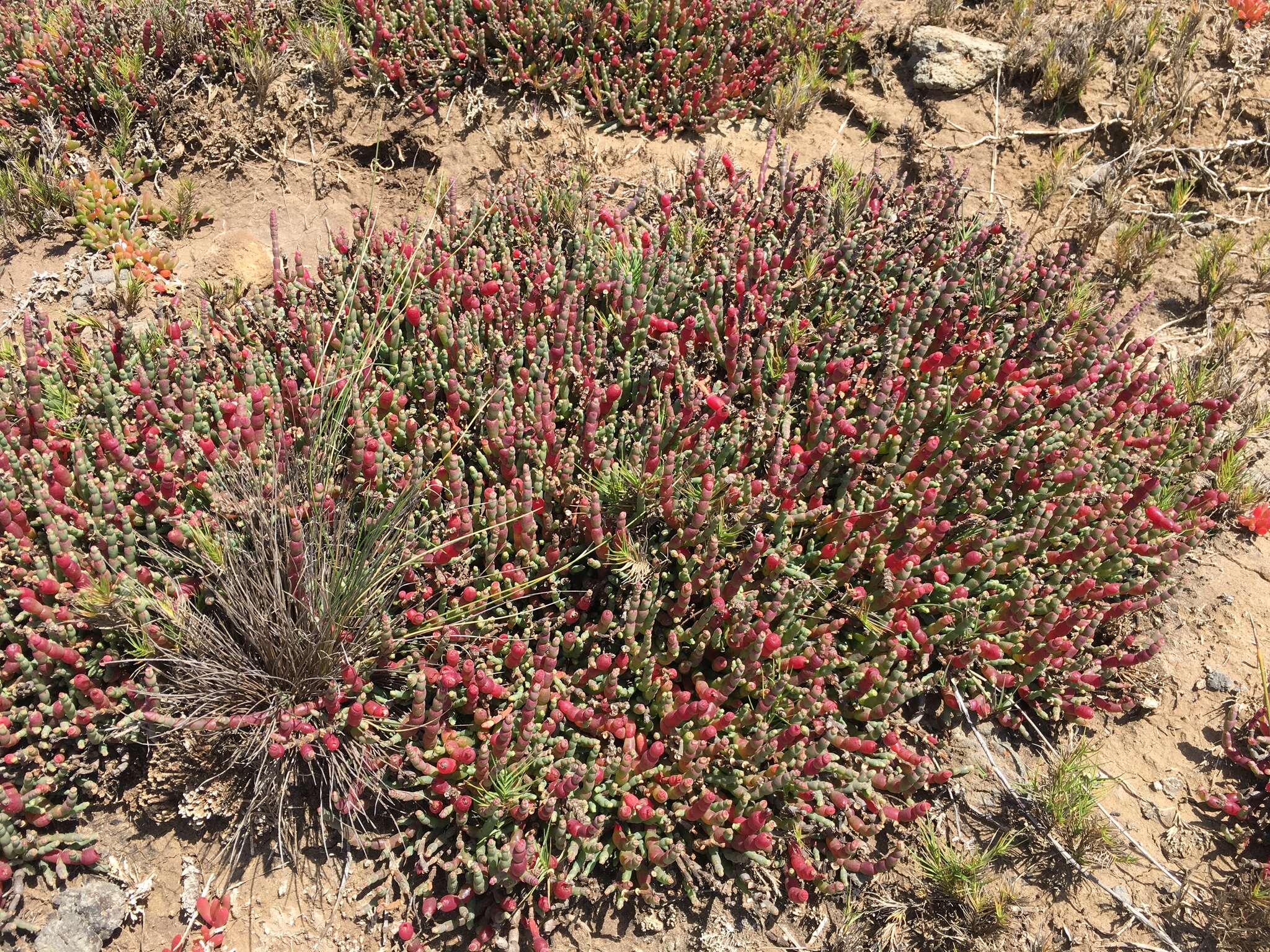 Image of Salicornia blackiana Ulbr.