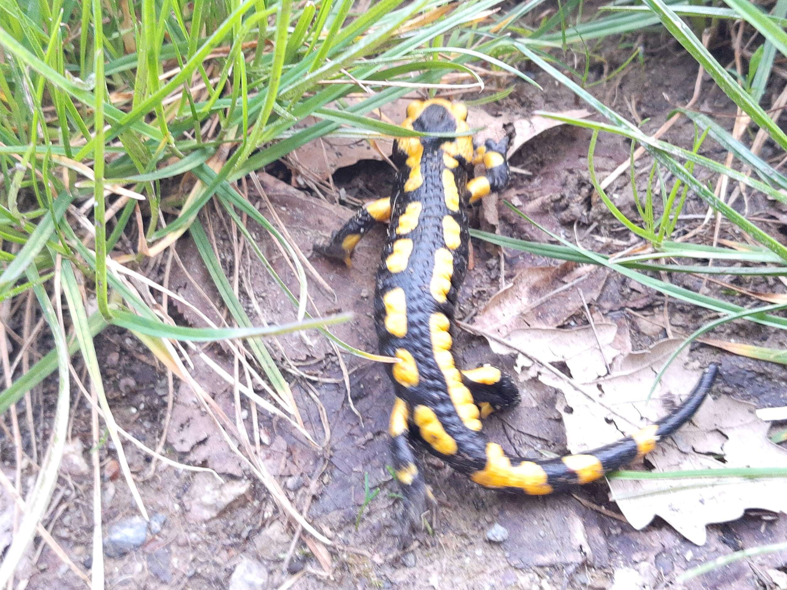 Image of Common Fire Salamander