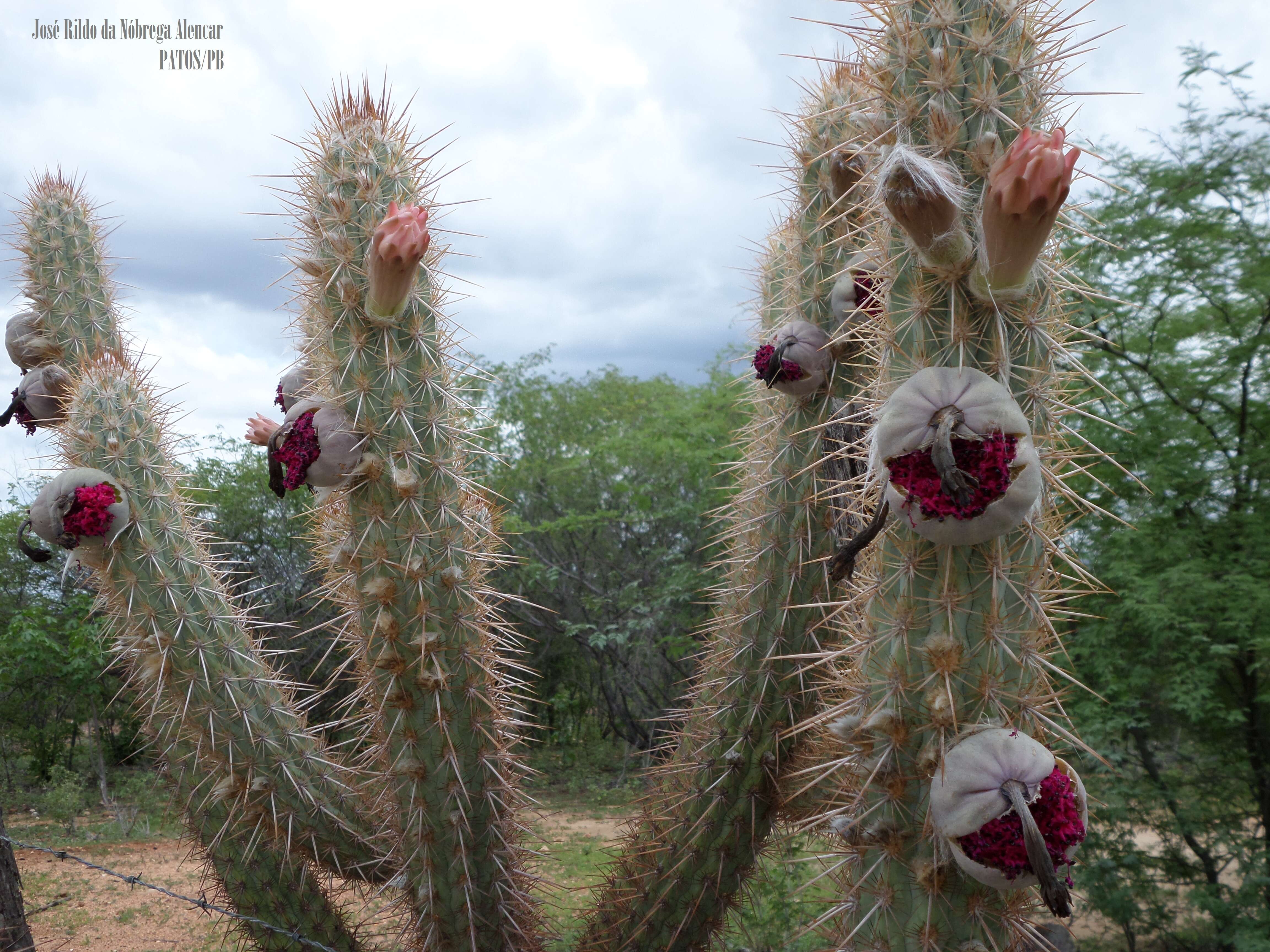 Plancia ëd Pilosocereus polygonus (Lam.) Byles & G. D. Rowley