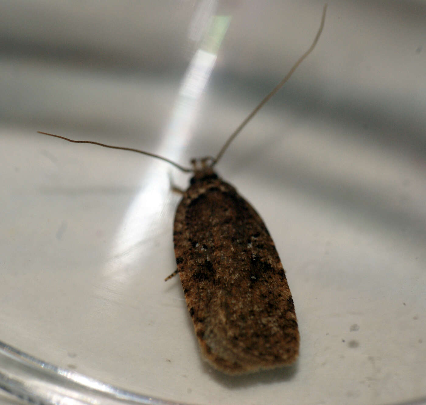 Image of Agonopterix heracliana Linnaeus 1758