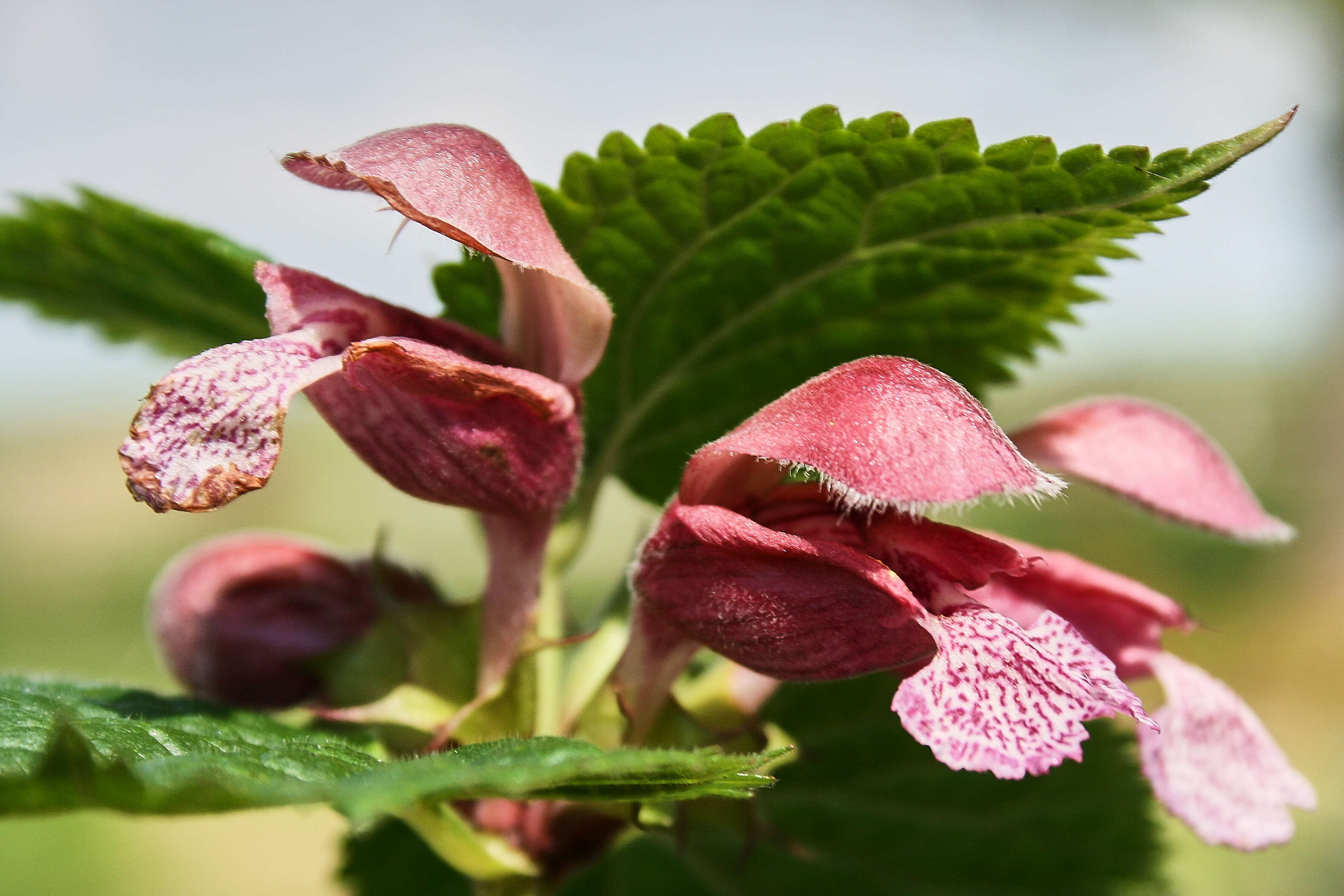 Image of Lamium orvala L.