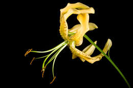 Image of Henry's lily