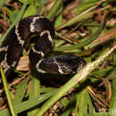 Image of Boulenger's Tree Snake