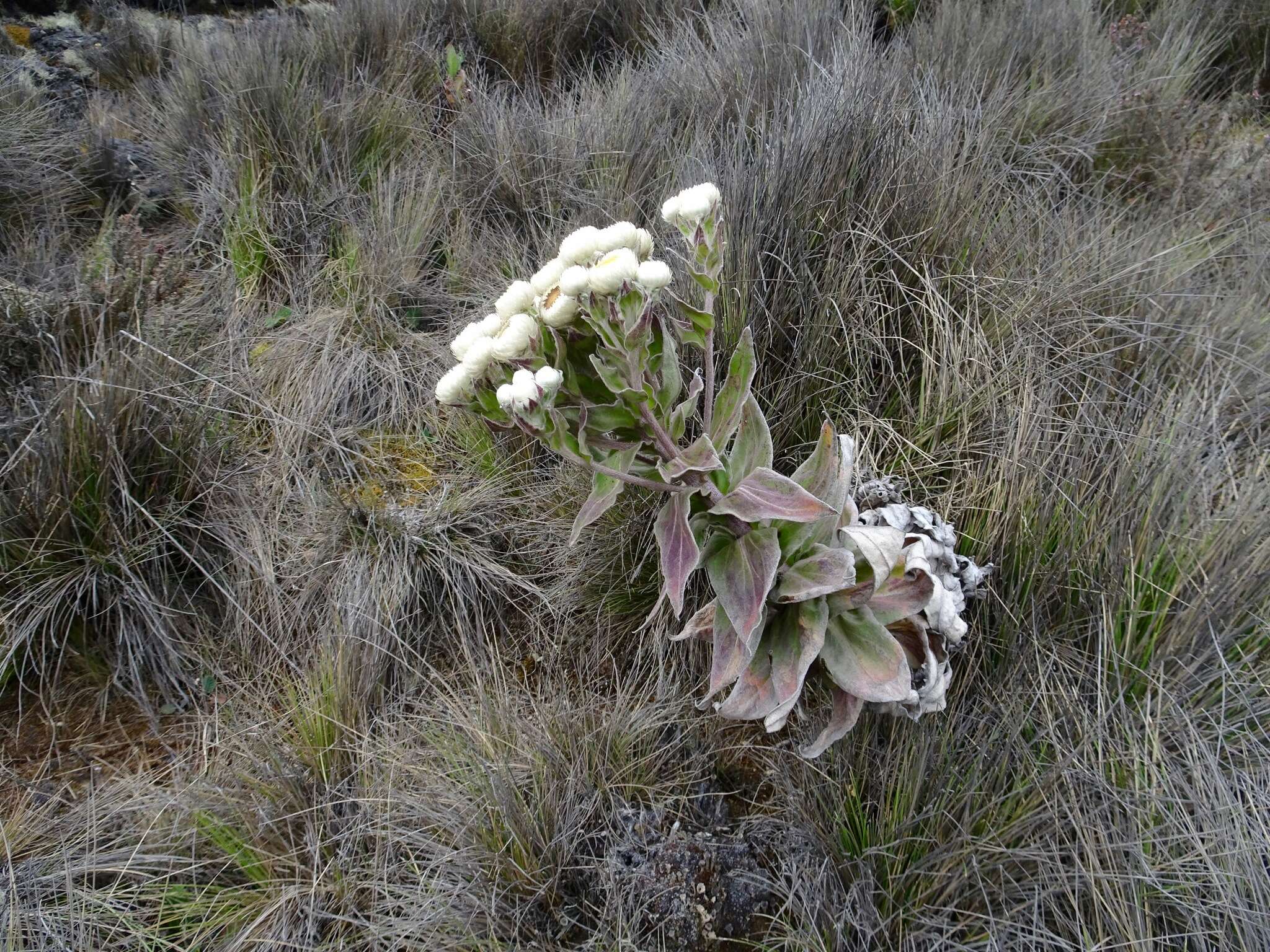 Image de Helichrysum mannii Hook. fil.