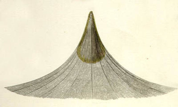 Image of Litharachnium